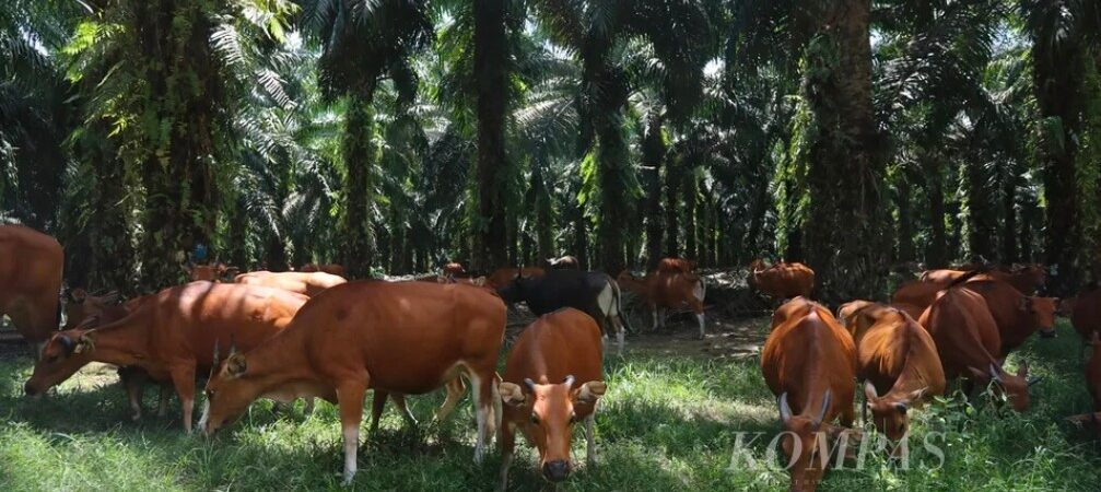 Jurus SISKA: Sapi Kenyang, Sawit Senang, Importir Tenang