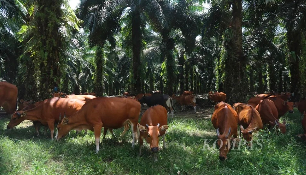 Jurus SISKA: Sapi Kenyang, Sawit Senang, Importir Tenang