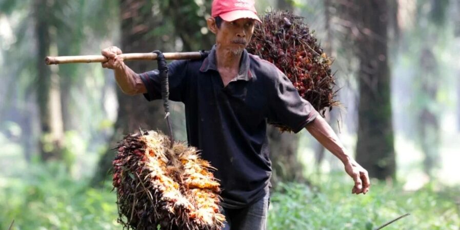 Petani Kelapa Sawit Kembali Bernapas Lega
