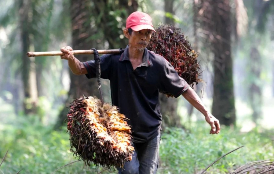 Petani Kelapa Sawit Kembali Bernapas Lega