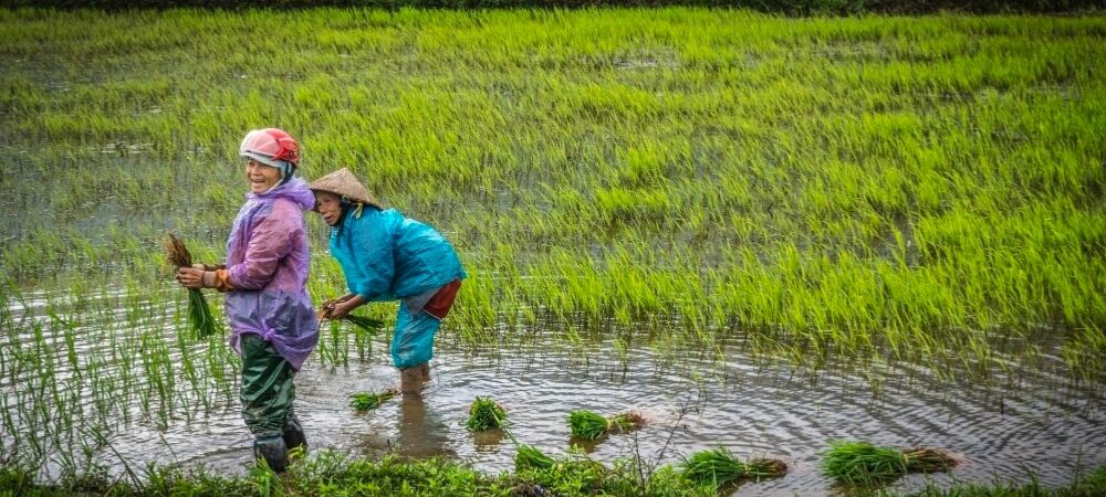 Menanam Masa Depan di Atas Lahan Rawa