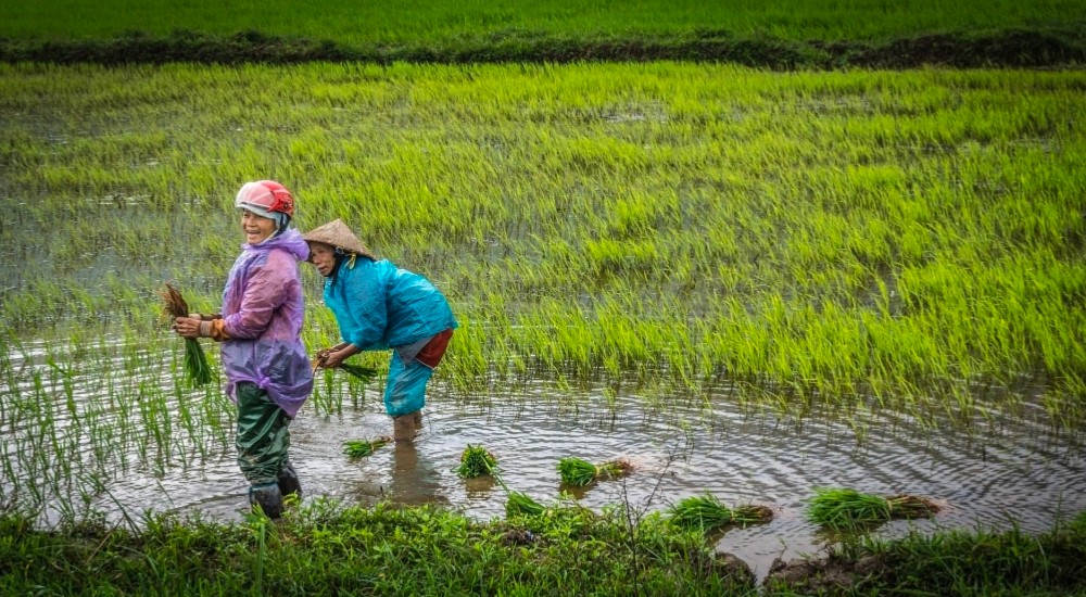 Menanam Masa Depan di Atas Lahan Rawa