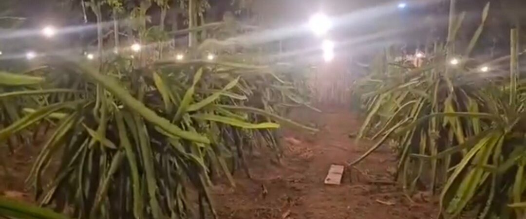Gila Buah Naga di Banyuwangi Selatan, Berbuat di Luar Musim
