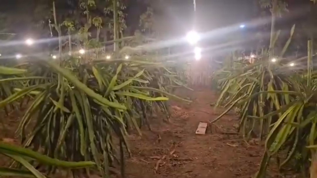 Gila Buah Naga di Banyuwangi Selatan, Berbuat di Luar Musim